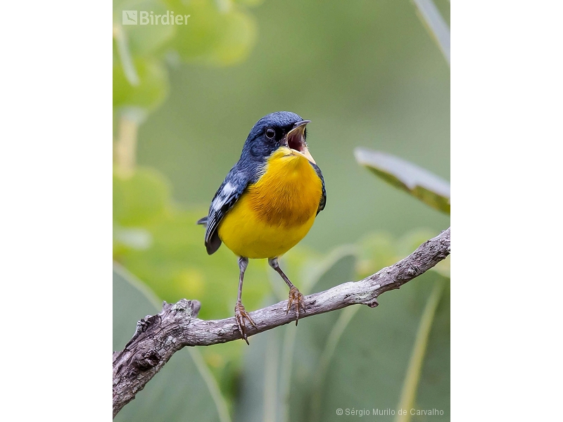 Tropical Parula