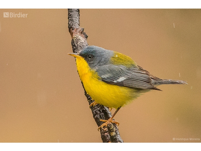 Tropical Parula