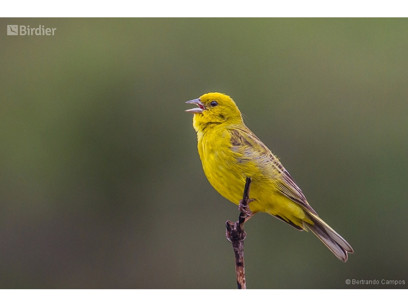 Stripe-tailed Yellow Finch