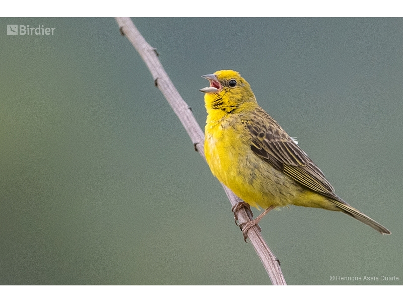Stripe-tailed Yellow Finch