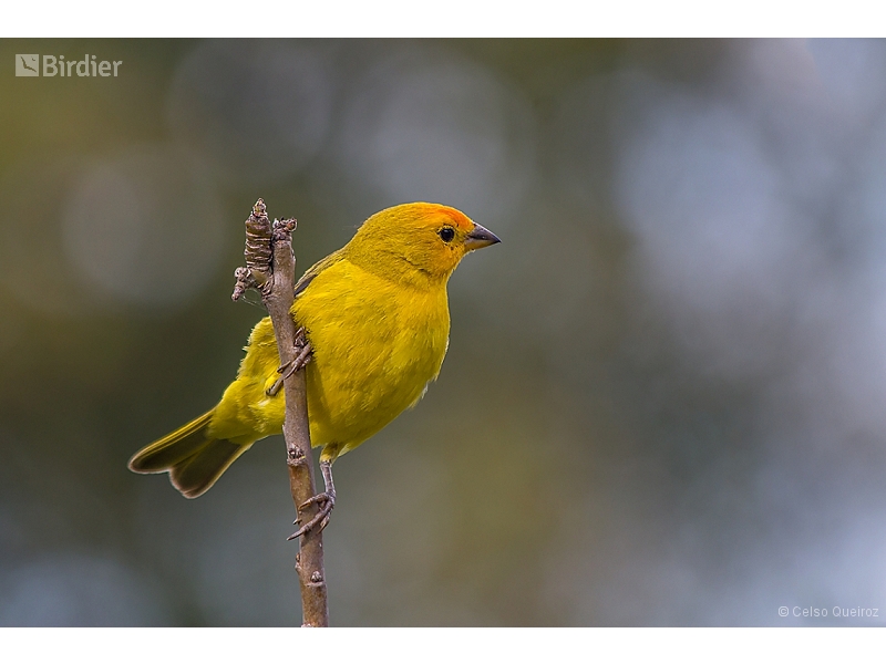 Saffron Finch