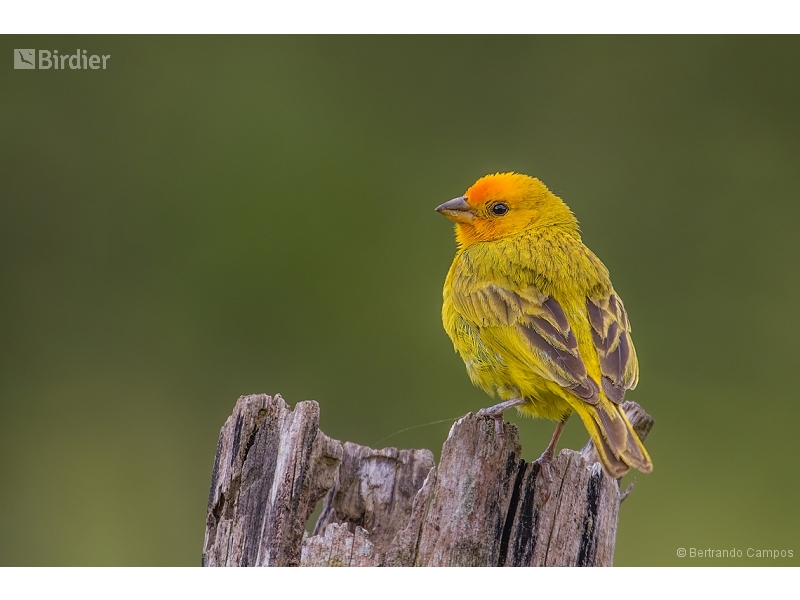 Saffron Finch