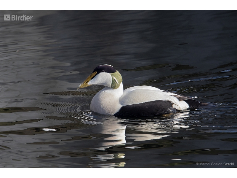 Common Eider
