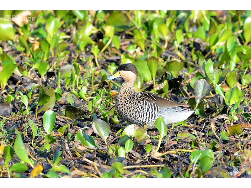 Silver Teal