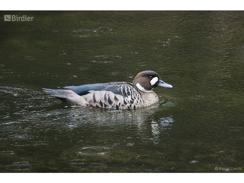 Bronze-winged Duck