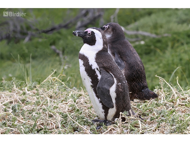 African Penguin
