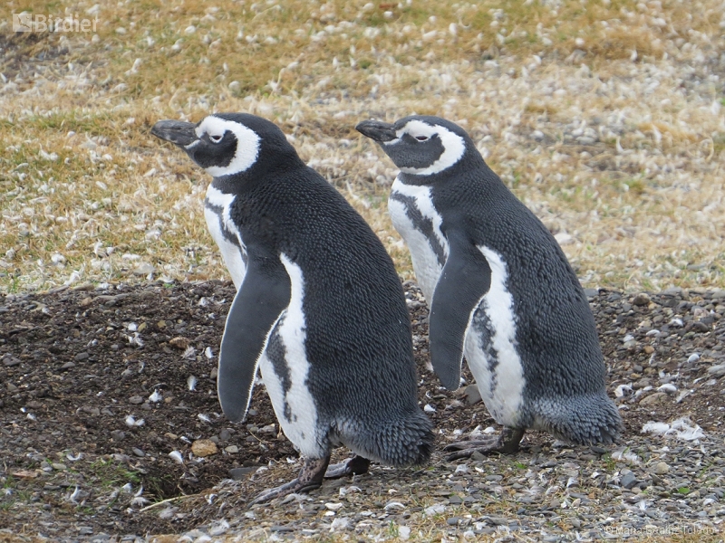 Magellanic Penguin