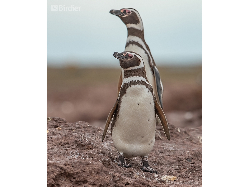 Magellanic Penguin