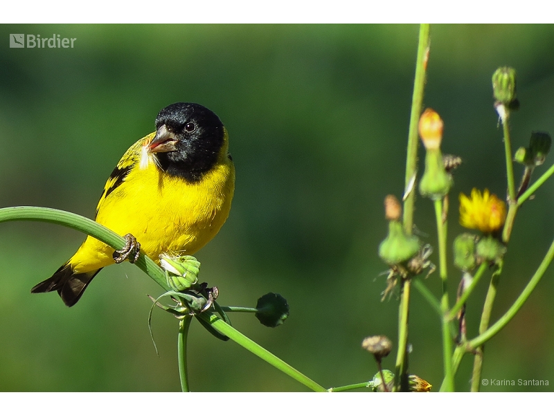 Hooded Siskin