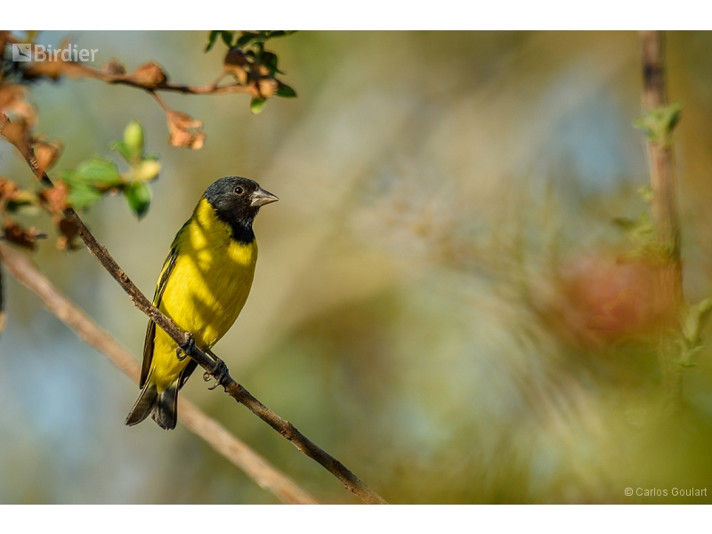 Hooded Siskin