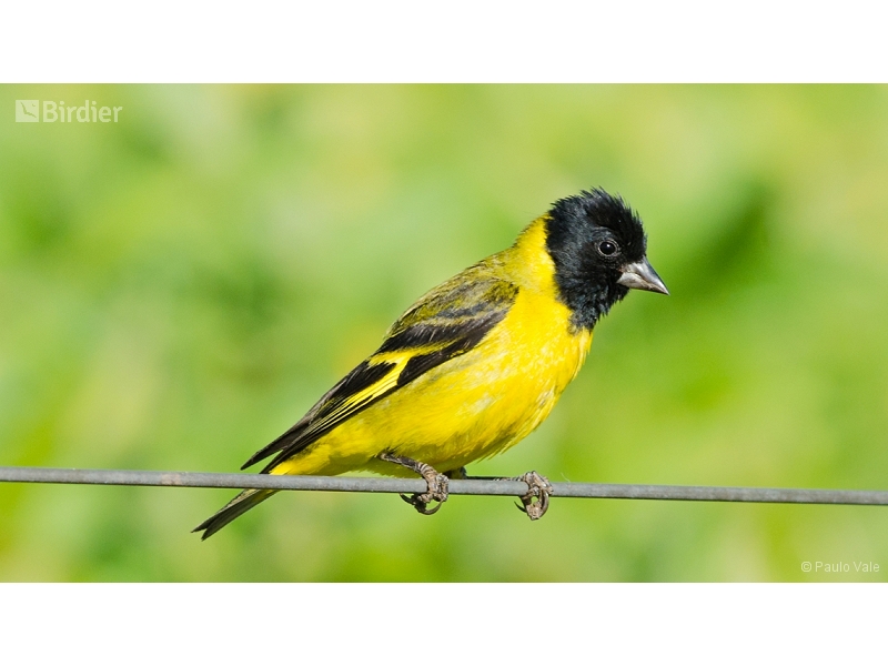 Hooded Siskin