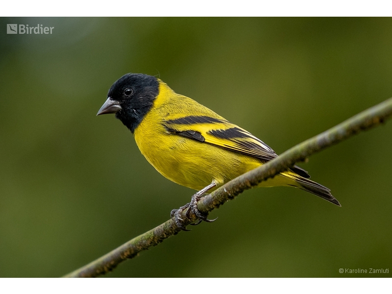 Hooded Siskin