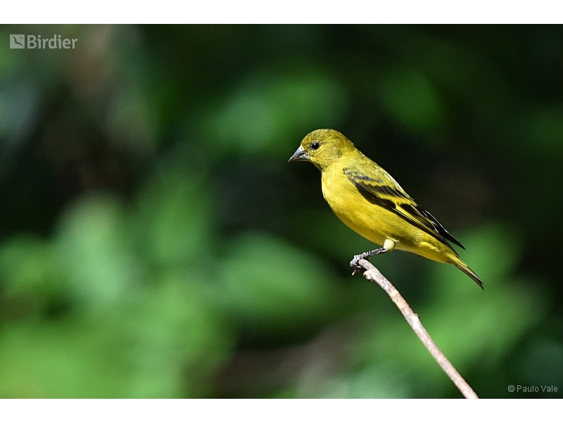 Hooded Siskin