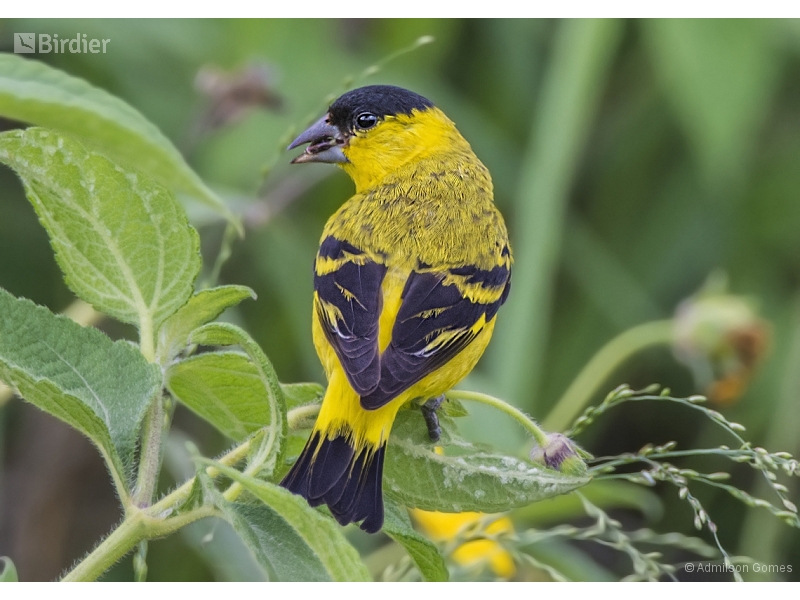 Yellow-faced Siskin