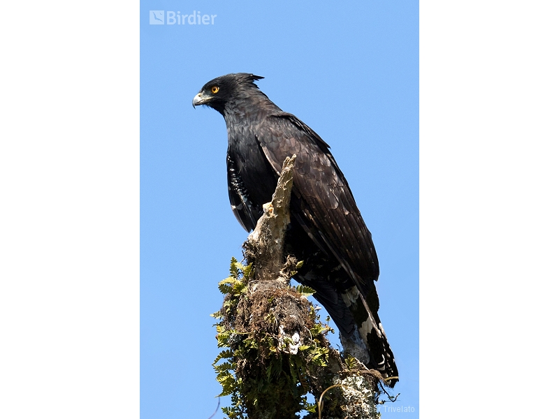 Black Hawk-Eagle
