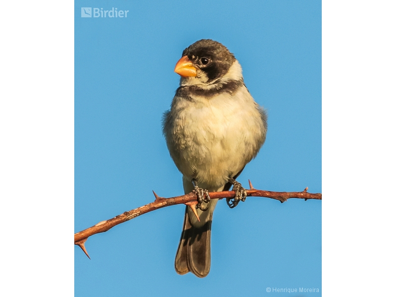 White-throated Seedeater
