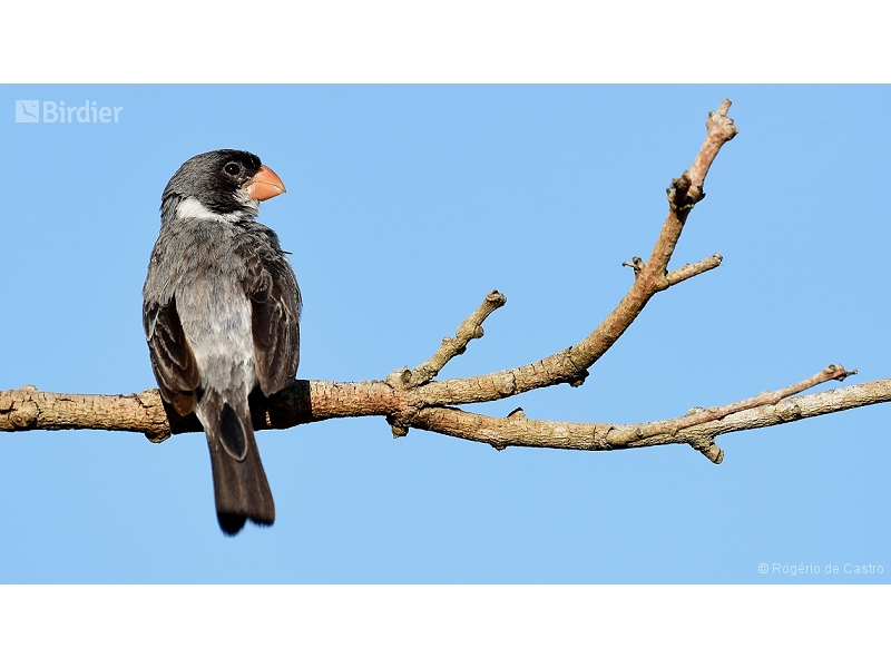 White-throated Seedeater