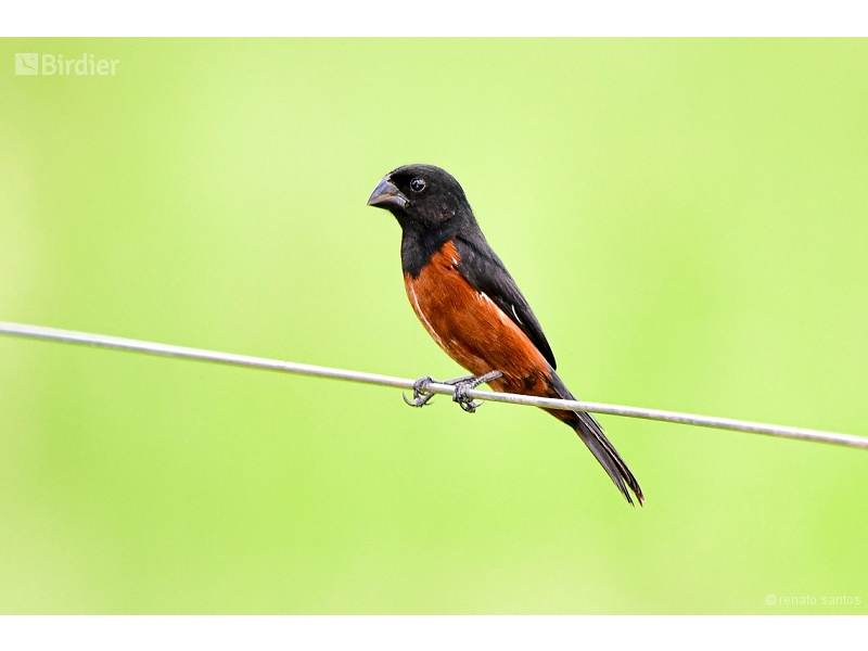 Chestnut-bellied Seed Finch