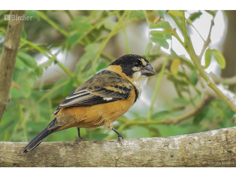 Rusty-collared Seedeater