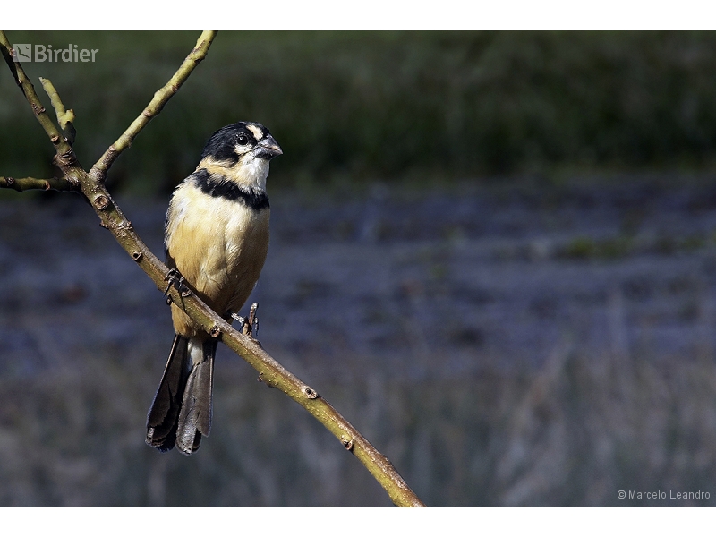 Rusty-collared Seedeater