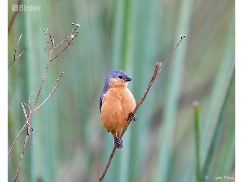 Tawny-bellied Seedeater