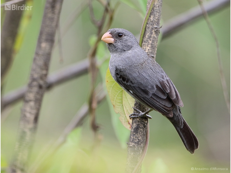 Grey Seedeater