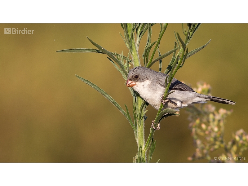 White-bellied Seedeater