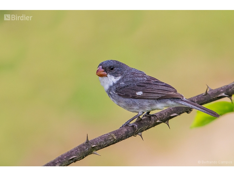White-bellied Seedeater