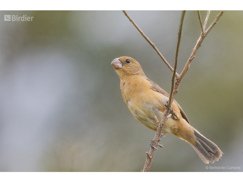 White-bellied Seedeater