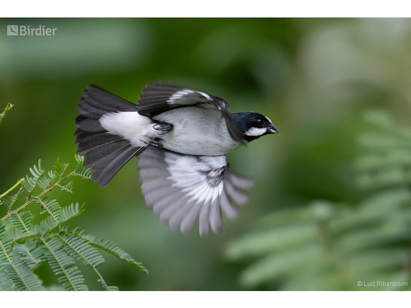 Lined Seedeater