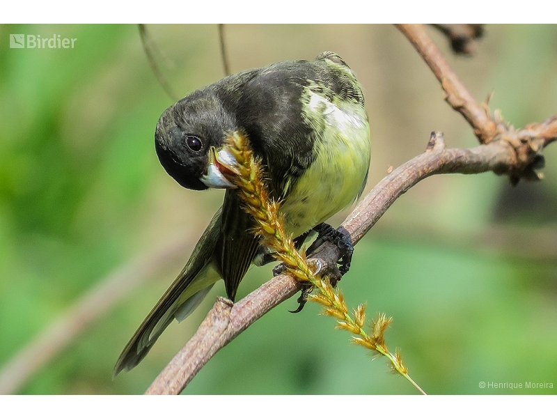 Yellow-bellied Seedeater