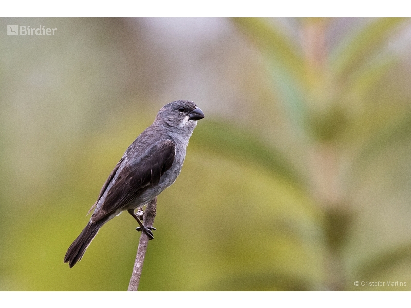 Plumbeous Seedeater
