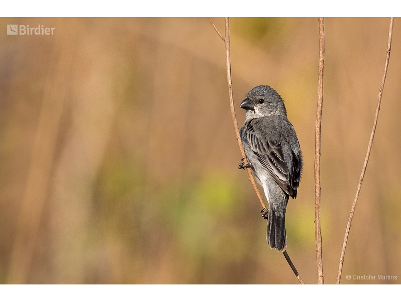 Plumbeous Seedeater