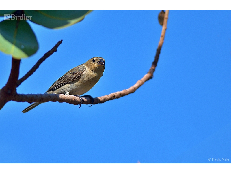 Plumbeous Seedeater