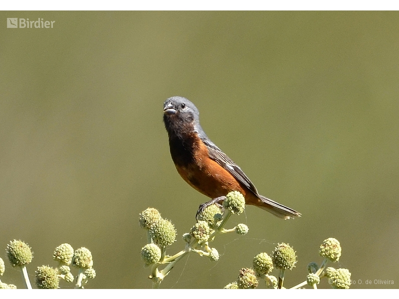 Dark-throated Seedeater