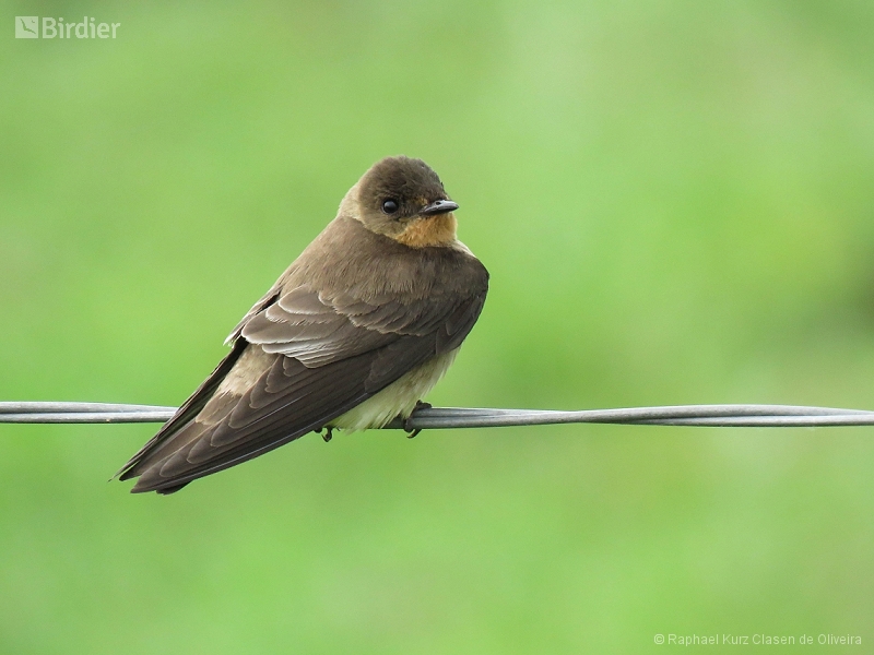 Southern Rough-winged Swallow