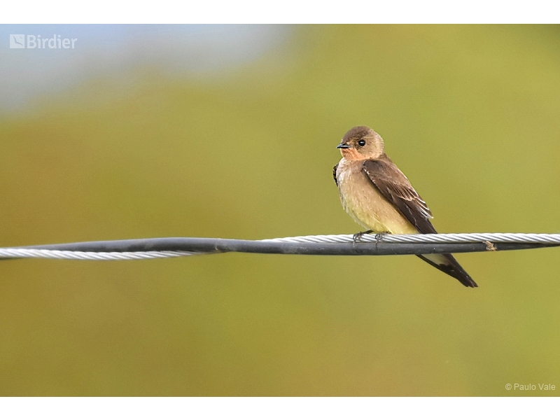 Southern Rough-winged Swallow
