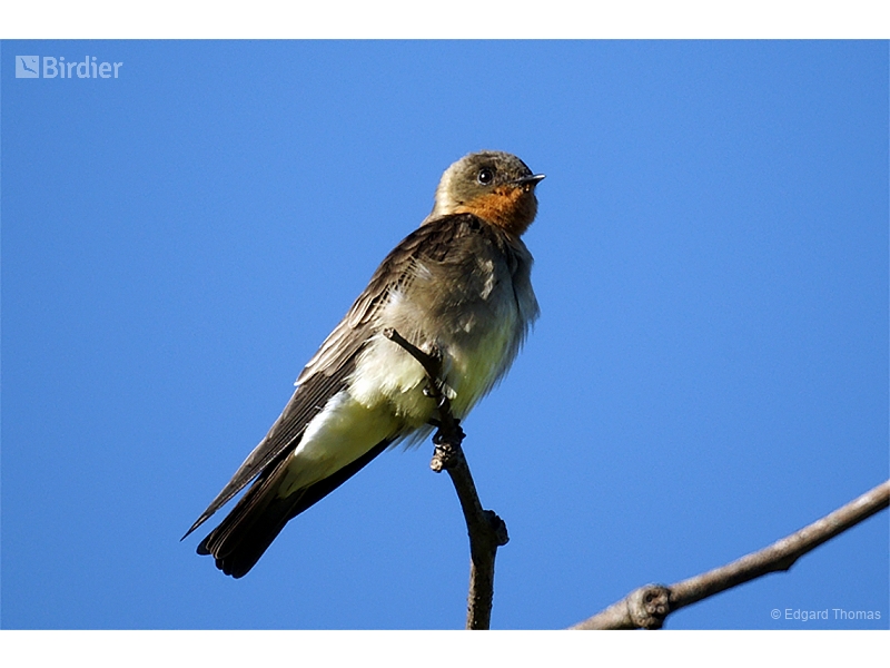 Southern Rough-winged Swallow
