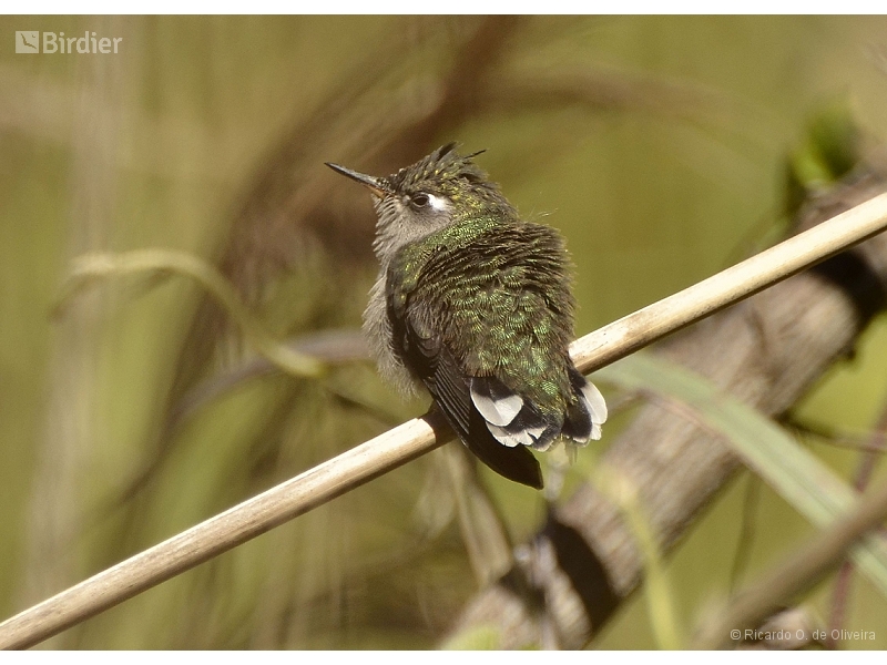 Purple-crowned Plovercrest