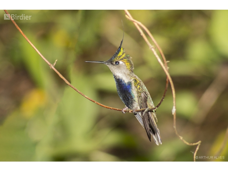 Purple-crowned Plovercrest