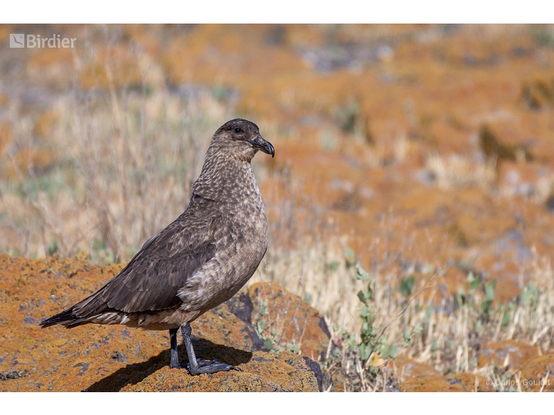 Chilean Skua