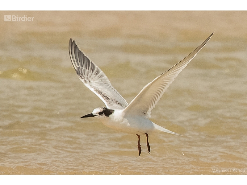 Roseate Tern