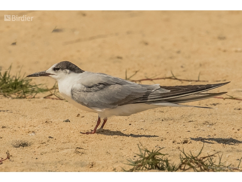 Common Tern