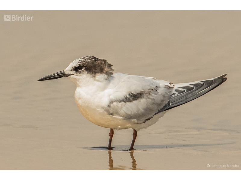 Common Tern