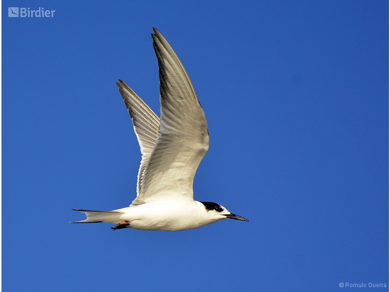 Common Tern