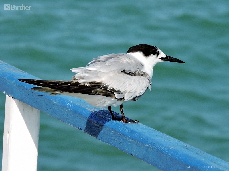 Common Tern
