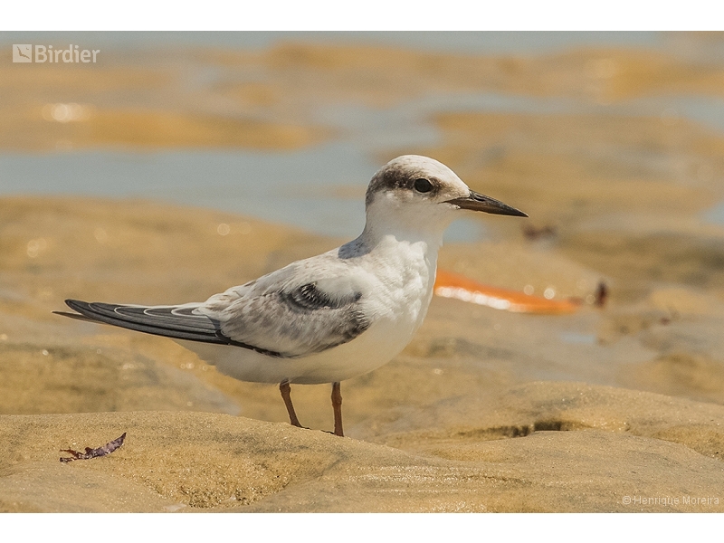 Least Tern
