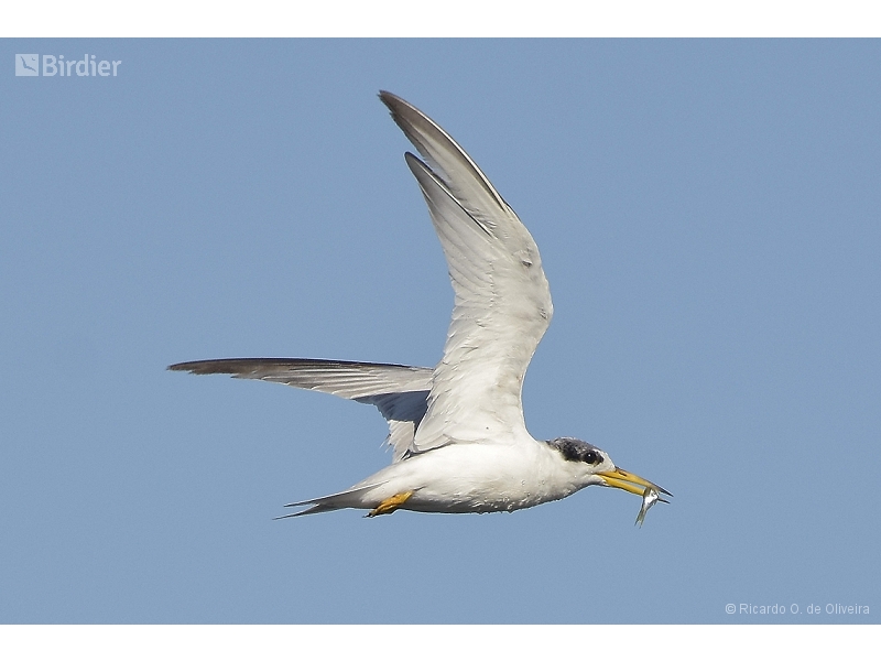 Yellow-billed Tern