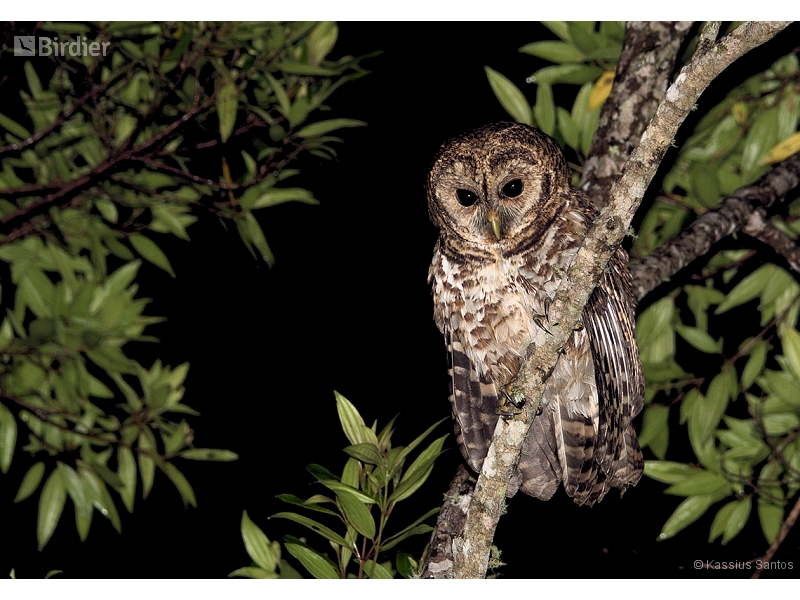 Rusty-barred Owl