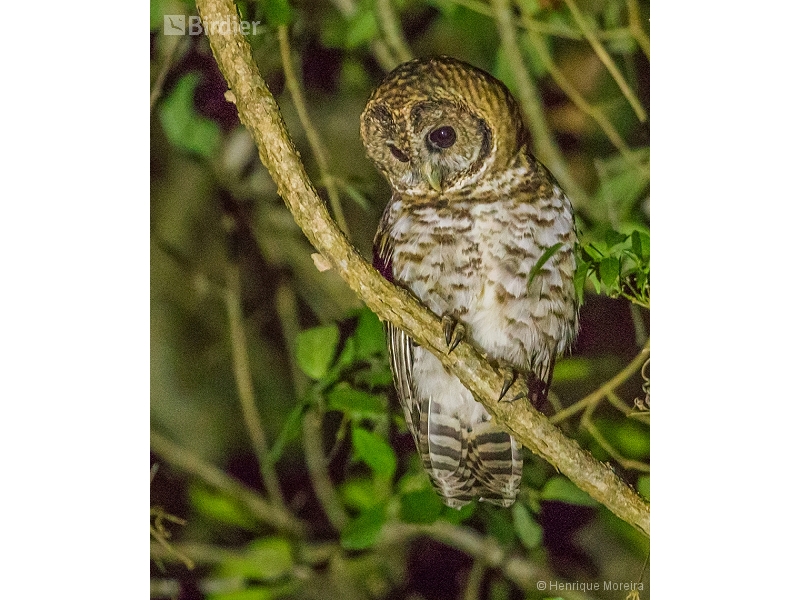 Rusty-barred Owl